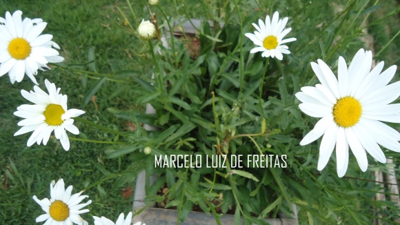 marceloluizdefreitas.wordpress.com